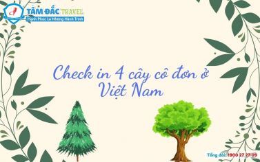 Check in 4 cây cô đơn ở Việt Nam 